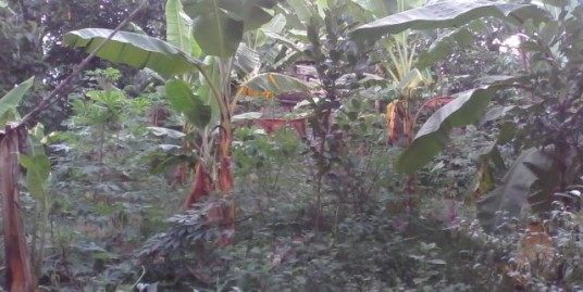 40 Cents of Residential land for sale at ranni