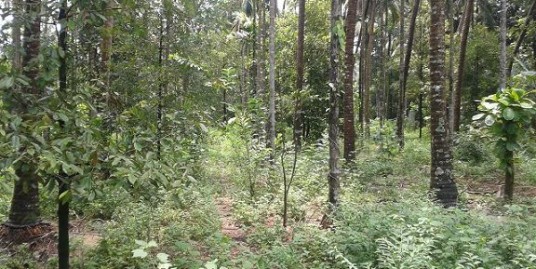 1 Acres Land for Sale in Arimbur, near ship churchThrissur