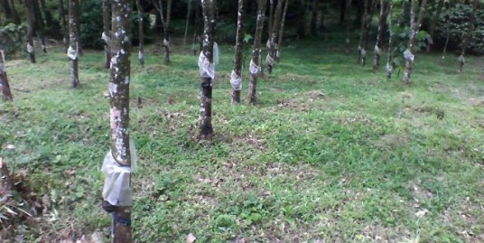 20 cents or more land for sale in manimala, Kottayam