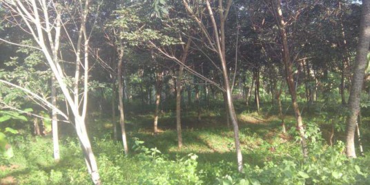 30 Cent Rubber Plot for Sale CVR Puram Road, Kottamom , Thiruvananthapuram