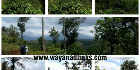 8 Acre Mixed Agricultural Land with 1500sq.ft House for Sale at Vaduvanchal Wayanad