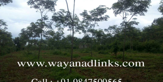 3 Acre Rubber Plantation Plot for sale at Kenichira, Wayanad