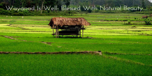 1 Acre Agricultural Land For Sale at Manalvayal, Kenichira, Wayanad