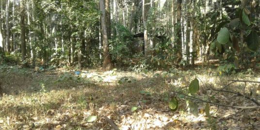 17 Cents with Small House for Sale in Painkulam, Chelakkara, Thrissur