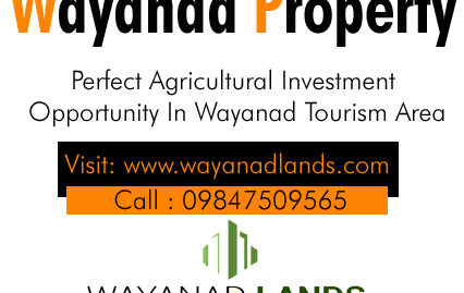 6 Acre Tea Plantation for Sale in Periya, Wayanad