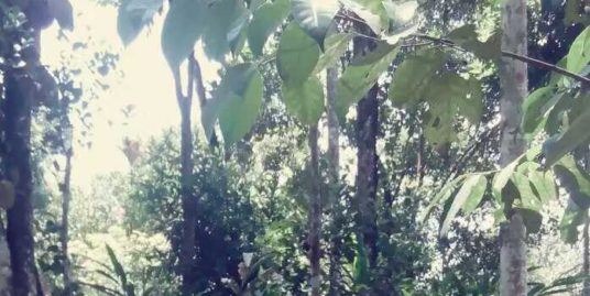 10 or 20 Cents of Land for Sale at Anachal near Munnar