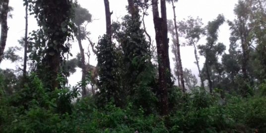 45 Acre Coffee plantation for sale in Madikeri, Coorg District Karanataka