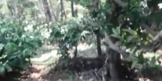 60 Acre Coffee Plantation for Sale at Mananthavady, Wayanad