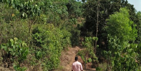 1.5 acre of Land-Rubber Plantation With 3 years Old Rubber Trees for Sale at Bayar Kaniyala, Kasargod