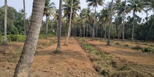 160  Cents Filled Land for Sale at Karumalloor, Ernakulam