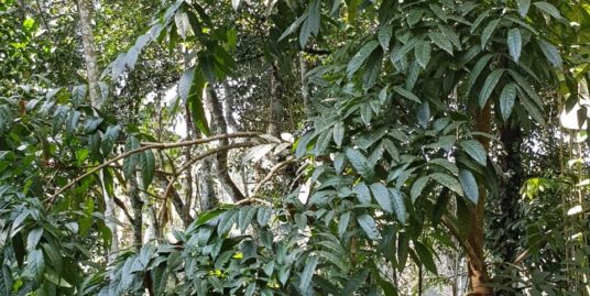296.4 cents of coconut farm for sale at Vizhal , Kaviyoor Village in Thiruvalla Taluk in Pathanamthitta