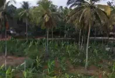 Rubber Plantation For Urgent Sale at Muthuram Poolachira Mannarkkad