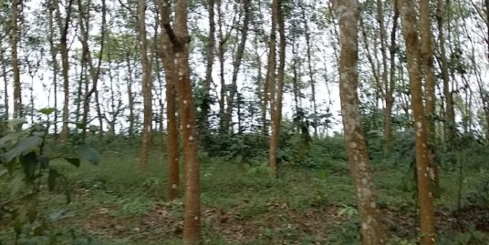 30 Cents of Land With Rubber Trees and Tar Road Frontage For Sale at Manthanam, Kunnamthanam