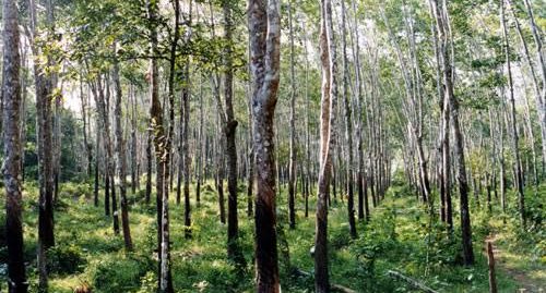 Rubber plantation for sale at Cherukole kozhencherry,Pathanamthitta.
