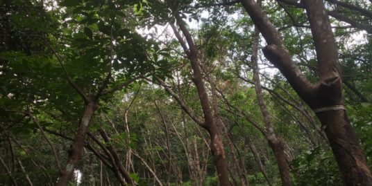 5.7 acres Rubber Estate For Sale  at Eerood, Kodencherry Panchayat, Kozhikode , 9496205128