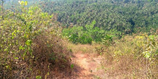 1.75 acre land for sale in Munnad, Kasargod