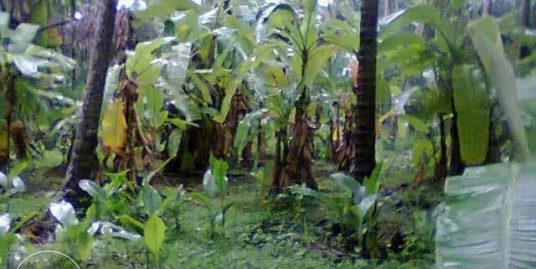 52 Cents Housing Plot cum Farmland for Sale at Vellarvally, Peravoor, Kannur