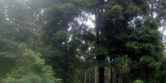 Agricultural Land with Long and short term crops – 4 Acres