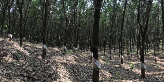 2.5 Acre Rubber (Purayidam Land) in Kannambra, Vadakkencherry