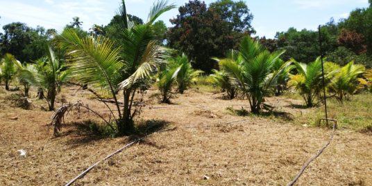 Resiedential / Commercial Plot for Sale ( FLOOD FREE area near NH 66)