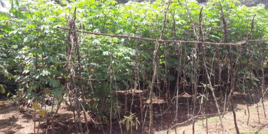 Roadside 10 cents for sale