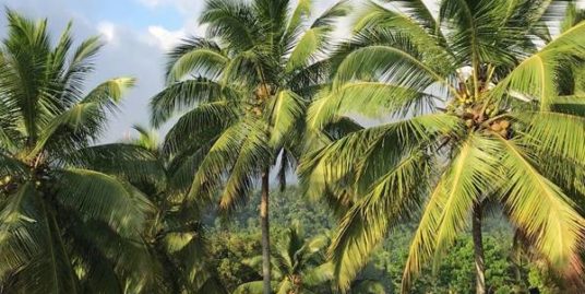 കോഴിക്കോട്‌ Thriuvampady yil ഏകദേശം 2.5 aker Land for sale