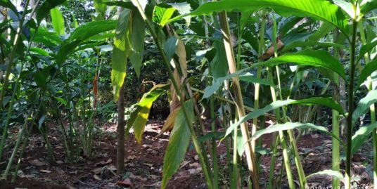 3 ഏക്കർ 63 സെന്റ് കൃഷി ഭൂമി. ഏലം, കുരുമുളക് കൃഷി. 300 തേക്ക്, 400 പ്ലാവ്, 300 സിൽവർ, 200 മഹാഗണി, 50 ആഞ്ഞിലി. പഴയ പട്ടയം. വെള്ളം, വഴി, വൈദുതി.. പൊന്നാമല kara, നെടുംകണ്ടം പഞ്ചായത്ത്‌, ഇടുക്കി ജില്ല..