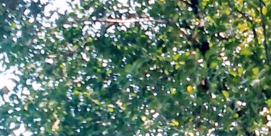 90 Cents Residential Land for Sale in Poonjar, Near G.V.Raja Stadium, Kottayam