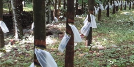 11 Acre Residential cum commercial land for sale at Karikkattoor, Manimala.Next to upcoming Sabari Greenfeild International Airport.