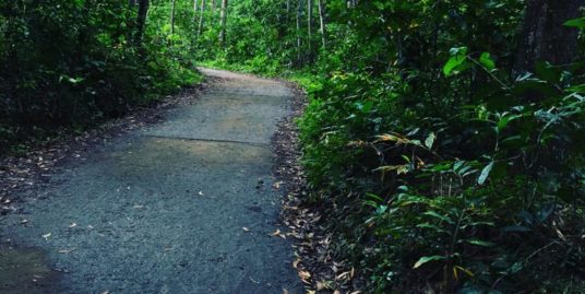 4 Acre Jungle Estate for Sale Including a House