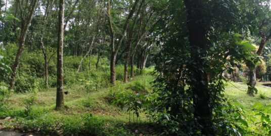 32 cents of land both for residential and farming purpose for sale at Mylapara, Pathanamthitta.