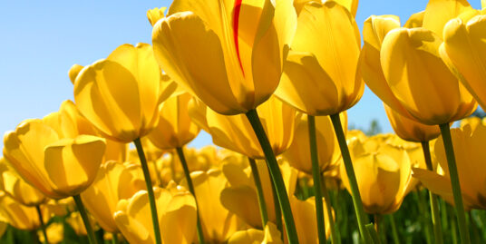 Commercial Land at Nemom-Balaramapuram Highway Side – 57 Cent