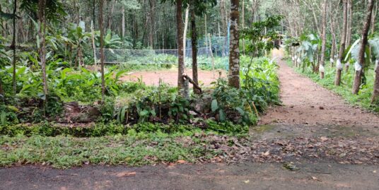 Residential plot for sale in Ramapuram, Palai