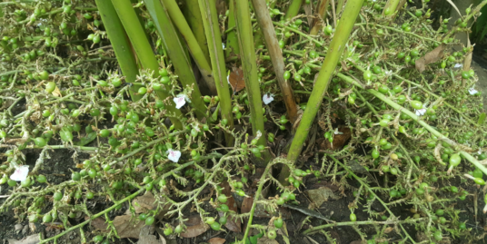 1 Acre of beautiful cardamom Estate with Farm House For Sale at Cumbum mettu. Idukki