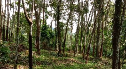 38 Cents Plot for Sale Near Ponkunnam , Ponkunnam/ Pala road