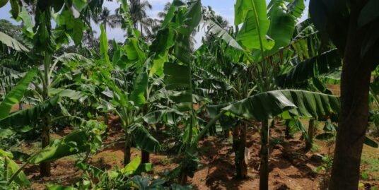 Residential land for sale in Panamukku.