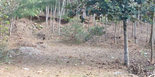 Urgent sale – 1.5 acres of land for sale in Vellanad, near Veliyannoor LP School