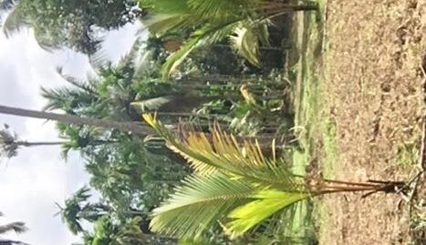 Residential plot for sale at Kizuppillikara near Nalanda HSS